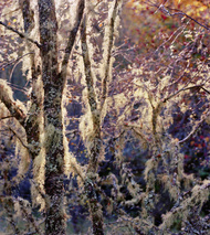 salem-hairy-trees-sunburst-edi-small